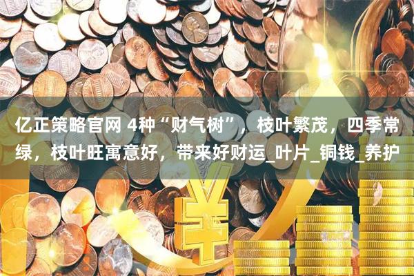 亿正策略官网 4种“财气树”，枝叶繁茂，四季常绿，枝叶旺寓意好，带来好财运_叶片_铜钱_养护
